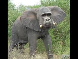 See more ideas about funny, funny pictures, bones funny. Best Funny Hybrid Creatures Photoshop Amazing Skills Youtube