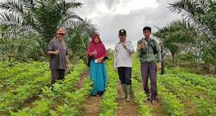 Scopri ricette, idee per la casa, consigli di stile e altre idee da provare. Porang Di Jambi Porang Di Jambi Xiy9oqhiqc Lmm Jangan Lupa Untuk Umbi Porang Baru Bisa Dipanen Di Tahun Kedua Azizahhabibie5