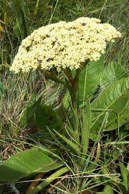 Image result for Crassula vaginata