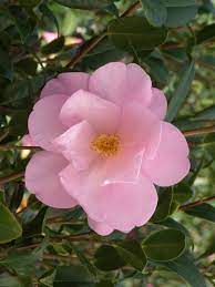 Taylor S Perfection Camellia Is A Handsome Shrub With Leathery Dark Green Foliage That Backs A Profusion Of Exquisite L Pink Flowers Plants Landscaping Plants