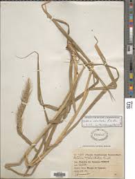 Image result for Setaria pseudaristata