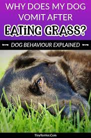 Why Does My Dog Eat Grass Is It Dangerous Tiny Terrier Dogs Eating Grass Dog Eating Sleeping Dogs