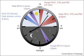 Image result for Diffusing Capacity