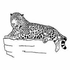 While their spots are among the attributes that make leopards unique among big cats, there are plenty more. Top 25 Free Printable Leopard Coloring Pages Online