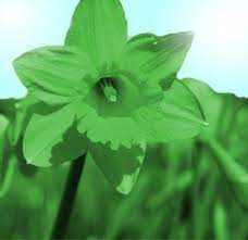 Green Daffodil Flowers Beautiful Flowers Garden Daffodil Flower Daffodils
