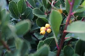 Image result for Gymnosporia arbutifolia