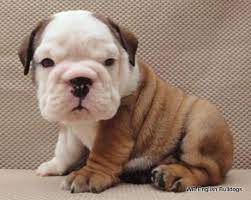 English bulldog puppies and dogs. Popeye Adorable English Bulldog Puppies For Sale In Dallas Texas Classified Americanlisted Com