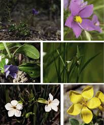 Image result for Sebaea microphylla