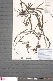 Image result for Vittaria guineensis