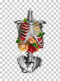 The rib cage is made up of 12 pairs of ribs, 12 thoracic vertebrae, and the sternum. Rib Cage Png Images Klipartz
