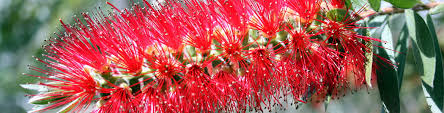 The blooms also provide a sweet smell. Top Drought Resistant Plants Flower Power