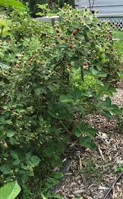 Maybe you would like to learn more about one of these? How To Prune Blackberries The Seasonal Homestead