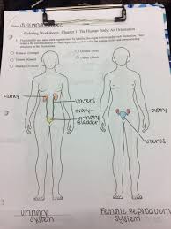 Human anatomy and physiology books. First Identify And Name Each Organ System By Labeling Chegg Com
