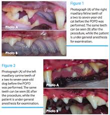 The Official Pet Dental Services Blog