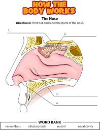 Activity The Nose Human Body Lesson Human Body Systems Human Body
