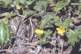 Image result for Cucumis myriocarpus