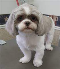 5 cm) from the base. Shih Tzu Short Haircut Shih Tzu Grooming Shih Tzu Haircuts Shih Tzu