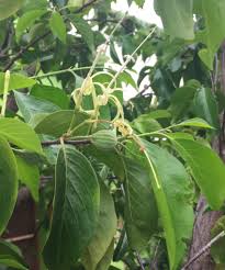 Image result for Turraea wakefieldii