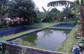Budidayaikan Xyz Cara Budidaya Ikan Lele Di Kolam Terpal Yang Baik Dan Benar Ikan Lele Termasuk Dalam Klasifikasi Hewan Bertulang Bela Kolam Kolam Ikan Ikan