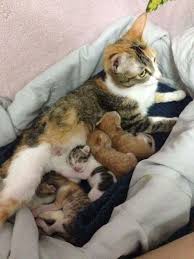 Daddy Cat Cuddles Mom During Labor Cat Birth Cat Having Kittens Cat Mom