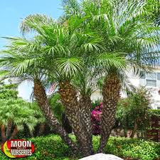 Palm Trees Moon Valley Nurseries