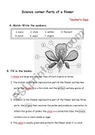 *print out the petal sheet. Parts Of A Flower Esl Worksheet By Christie6615