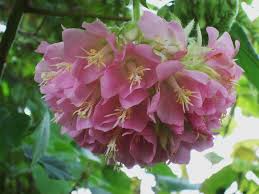 Image result for Dombeya lastii