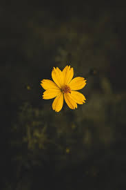 4k wallpaper free download for mobile 4k phone wallpapers awesome. 100 000 Besten Mobile Wallpaper Fotos 100 Kostenloser Download Pexels Stock Fotos
