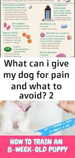 Pin On Pets