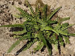 Image result for Trichomanes