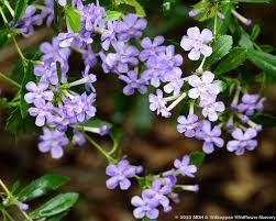 Image result for Turraea obtusifolia