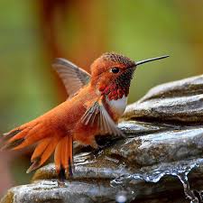 Birds And Blooms Contest 14 Fantastic Hummingbird Photos You Just Have To See Hummingbird Photos Hummingbird Beautiful Birds