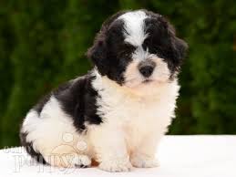 Black And White Havanese Puppy Havanese Havanese Puppies For Sale Havanese Puppies Havanese