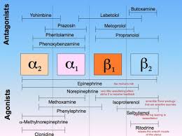 Bod Quiz 1 Alpha And Beta Receptors Flashcards Quizlet Medical School Studying Alpha And Beta Receptors Nursing School Survival