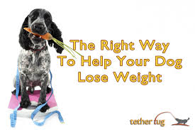 Check spelling or type a new query. The Right Way To Help Your Dog Lose Weight Tether Tug