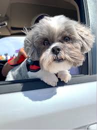 Are you looking for your city government? Found Pet Resources El Paso Animal Services