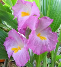 Image result for Siphonochilus rhodesicus