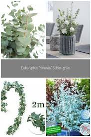 Eukalyptus Der Sorte Cineara Frische Eukaylptuszweigen Machen Sich Gut Mit Anderen Schnittblumen Oder Alleine In Der Vas Pflanzen Schnittblumen Gartenarbeit