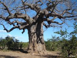 Image result for Adansonia digitata