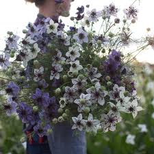 Check spelling or type a new query. Welcome Spring With These Hardy Annual Flowers Floret Flowers