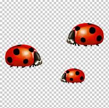 Insect Ladybird Png Clipart Animal Beetle Chart