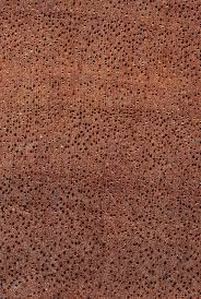 Image result for Nesogordonia