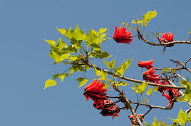 Image result for Erythrina lysistemon