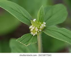 Image result for Spermacoce kirkii