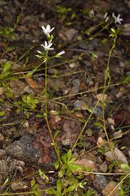 Image result for Montiniaceae