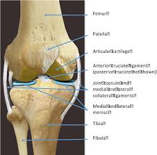 Check spelling or type a new query. Figure 3 From Exploration Of The Osteoarthritis Health Illness And Treatment Beliefs Of New Zealanders With Hip And Or Knee Osteoarthritis And The Clinicians Who Treat The Condition Semantic Scholar