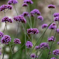 Image result for foto verbena
