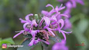 Image result for Hypoestes sp. aff. aristata B