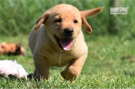 Mobile pet vaccinations available in san antonio, texas. Beethoven Labrador Retriever Puppy For Sale Near San Antonio Texas 4351cefbb1