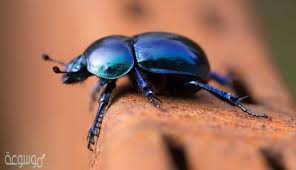 (اما مسألة التقزز من هذا الفعل من عدمه فتلك مسألة تخضع للأذواق والاختلافات الحضارية. ØªÙØ³ÙŠØ± Ø±Ø¤ÙŠØ© Ø§Ù„Ø®Ù†ÙØ³Ø§Ø¡ ÙÙŠ Ø§Ù„Ù…Ù†Ø§Ù… Ù„Ù„Ø¹Ø²Ø¨Ø§Ø¡ Ù…ÙˆØ³ÙˆØ¹Ø© Ù†Øª